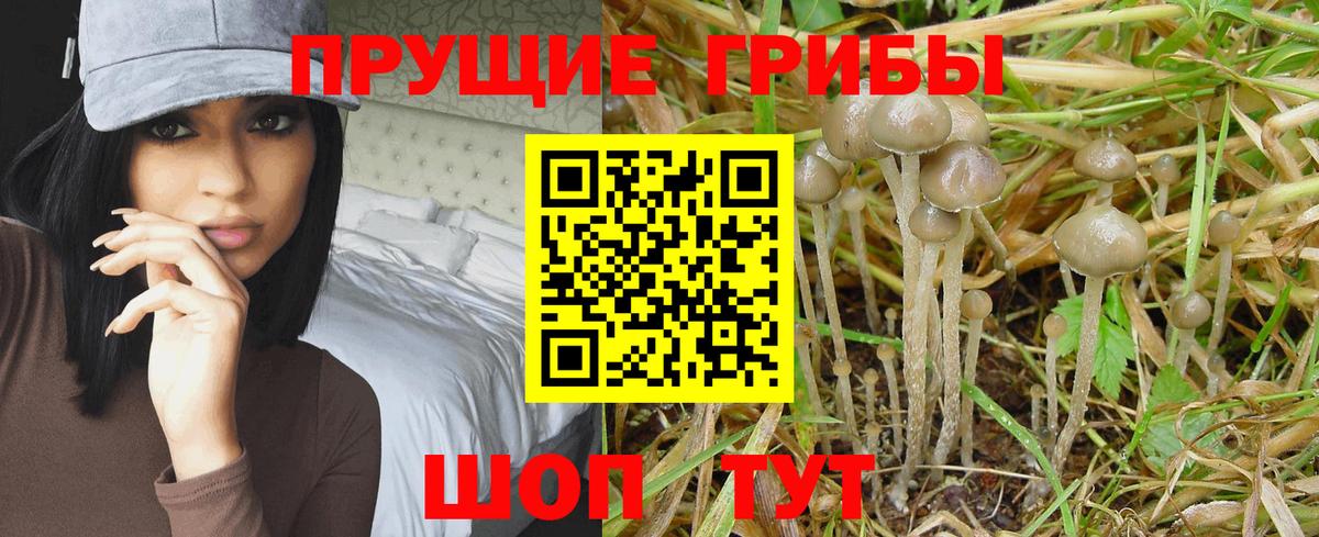Всеволожск  Галлюциногенные грибы Psilocybe  Вход с VPN 
